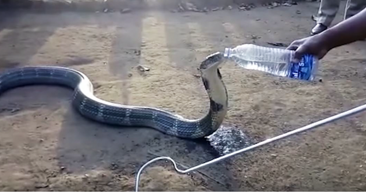 Cobra com sede bebe água de garrafa