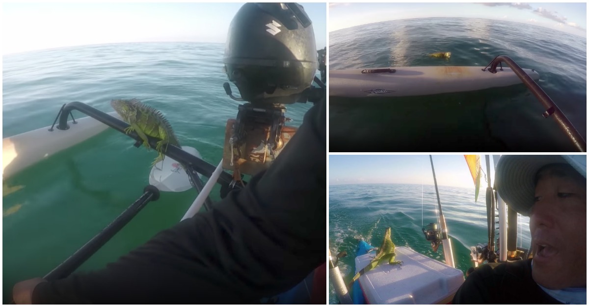 Homem encontra iguana perdida em alto mar e esta sobe ao seu barco para voltar à terra