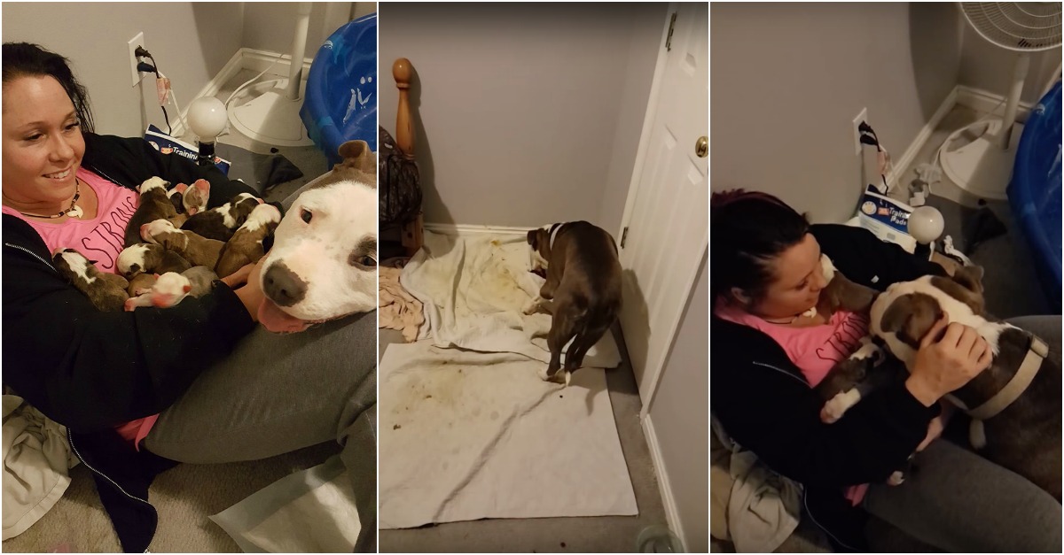 Pitbull resgatada coloca os seus 11 cãezinhos no colo da mulher que a adotou