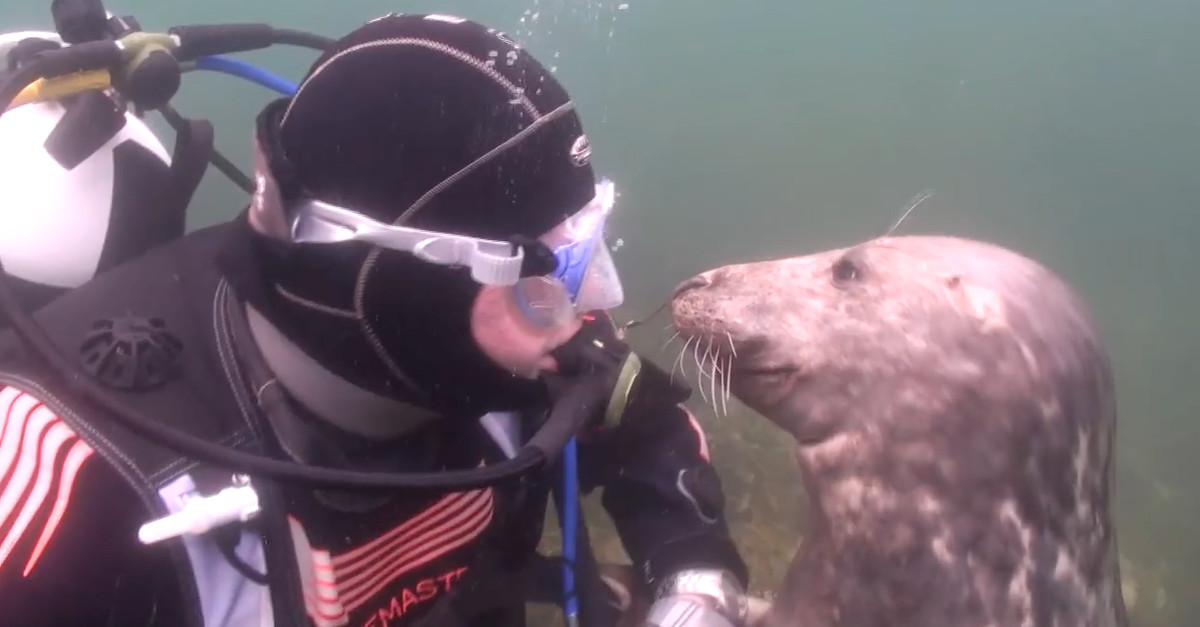 A reação de uma foca ao encontrar um humano no fundo do mar