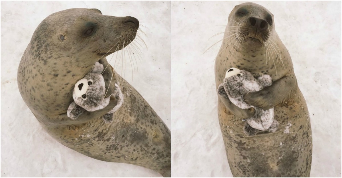 Foca apaixona-se por boneco de peluche em formato de mini foca