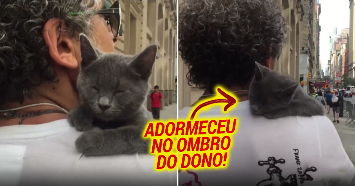 Gatinha cansada de brincar adormece no ombro do dono