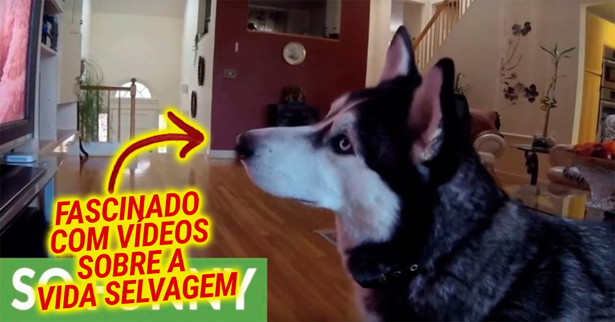 Husky fica fascinado com vídeos sobre a vida selvagem