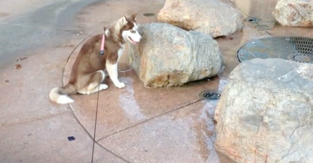 Husky senta-se no lugar errado e tem surpresa engraçada