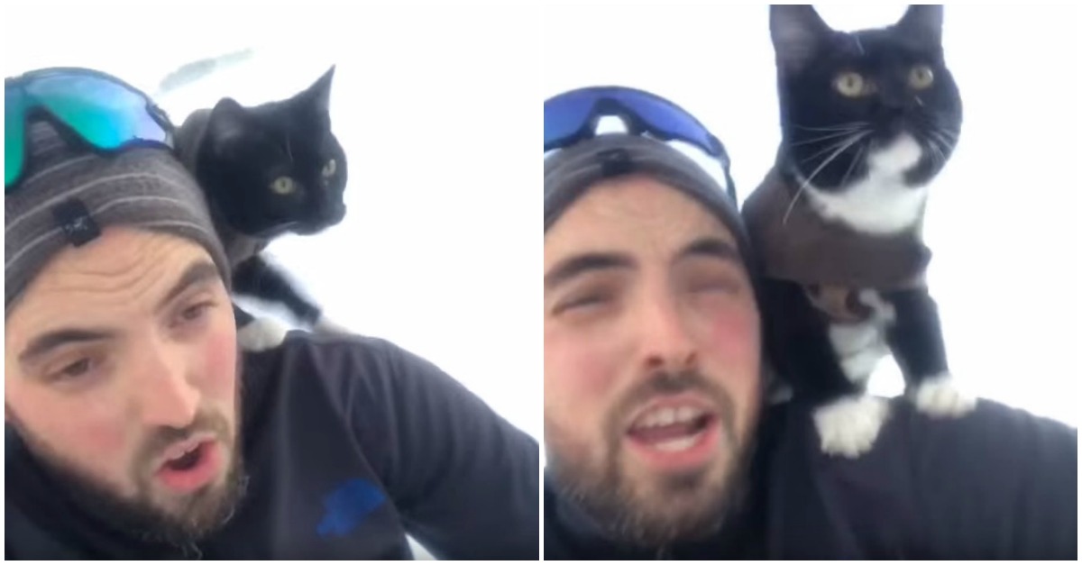 Gato que anda de trenó com o dono e torna-se viral na Internet