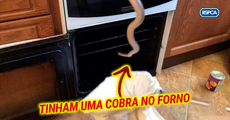 Casal encontrou cobra no forno quando ia fazer bolachas