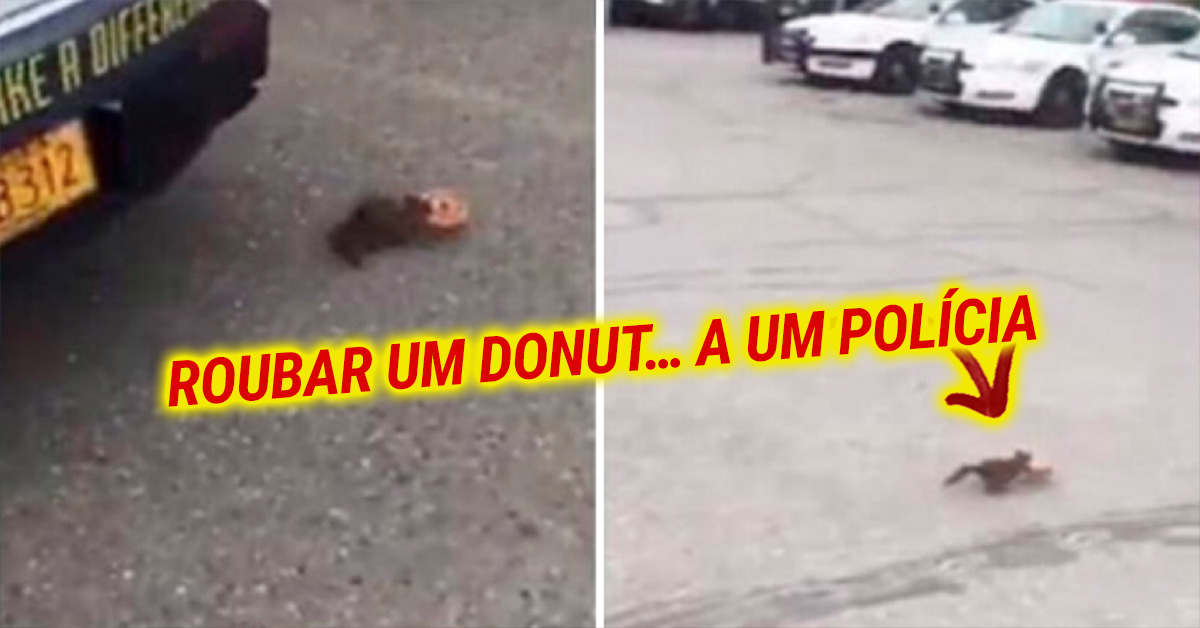 Esquilo foi apanhado a roubar um Donut... a um Polícia