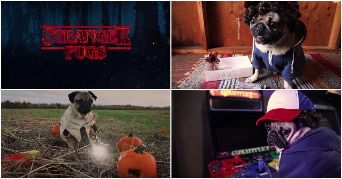 Pug mais fofo do mundo recria personagens de ‘Stranger Things’