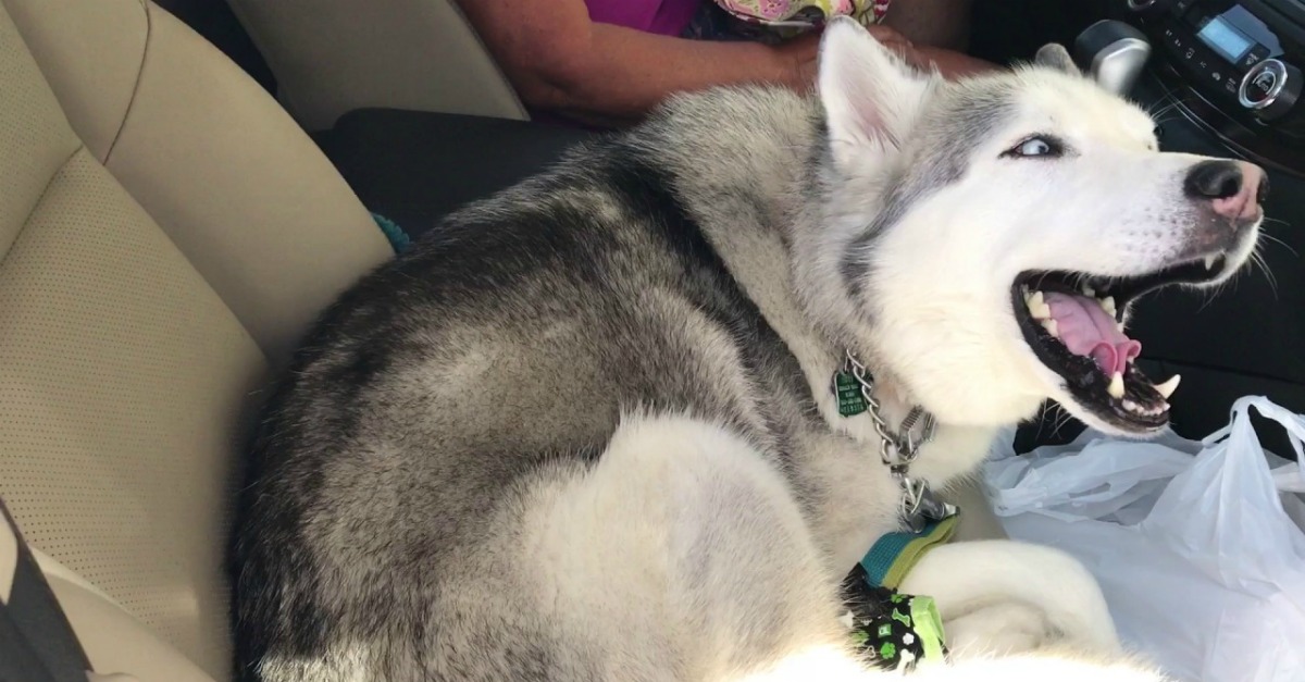 Teimoso husky recusa-se a ceder o banco da frente