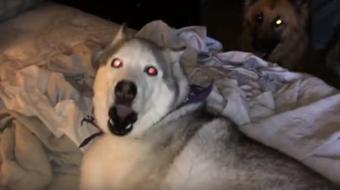 Husky teimoso não quer sair da cama e tem reação hilariante sempre que a dona o chama...