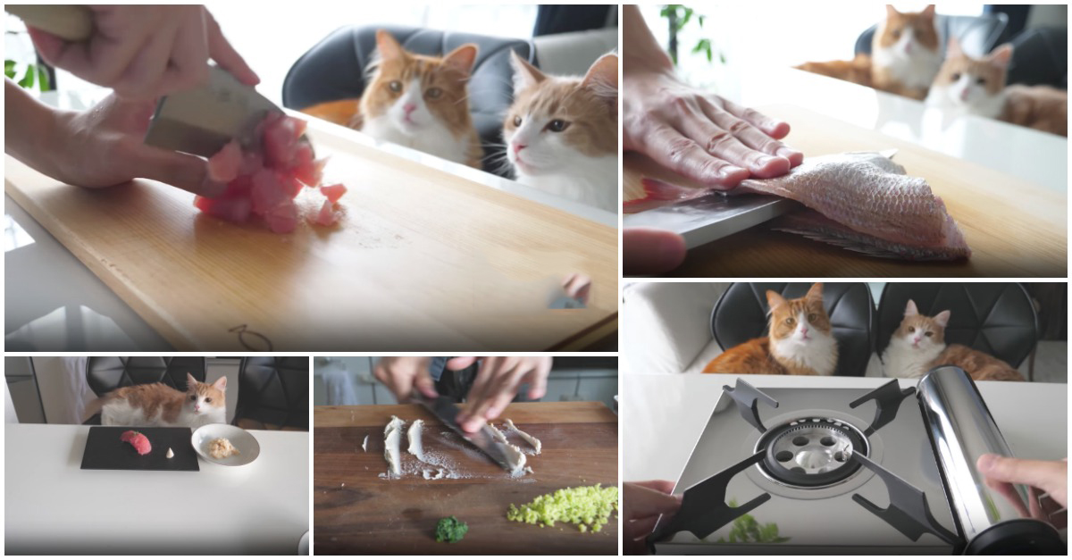 Chef prepara refeição gourmet para os seus gatos com sushi e frango... QUE QUALIDADE!