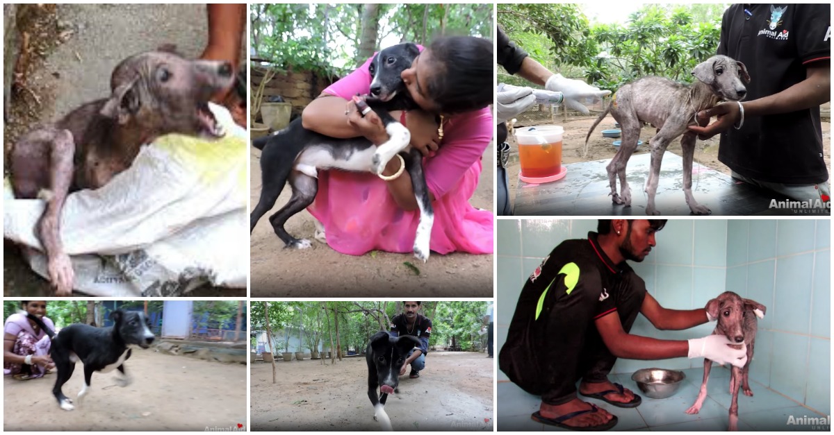 Resgate de um filhote de cão aterrorizado e ferido e a sua incrível transformação em pouco tempo