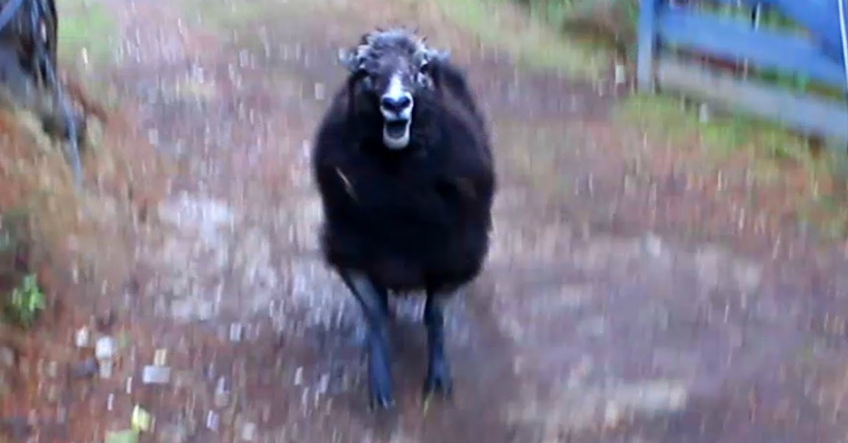 Quem precisa de cão de guarda quando se tem um carneiro?