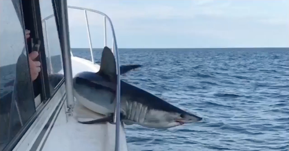 Tubarão saltou para dentro de barco e ficou preso