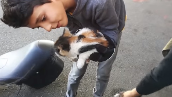 Gato atirado de carro em movimento tem vida transformada ao ser adotado