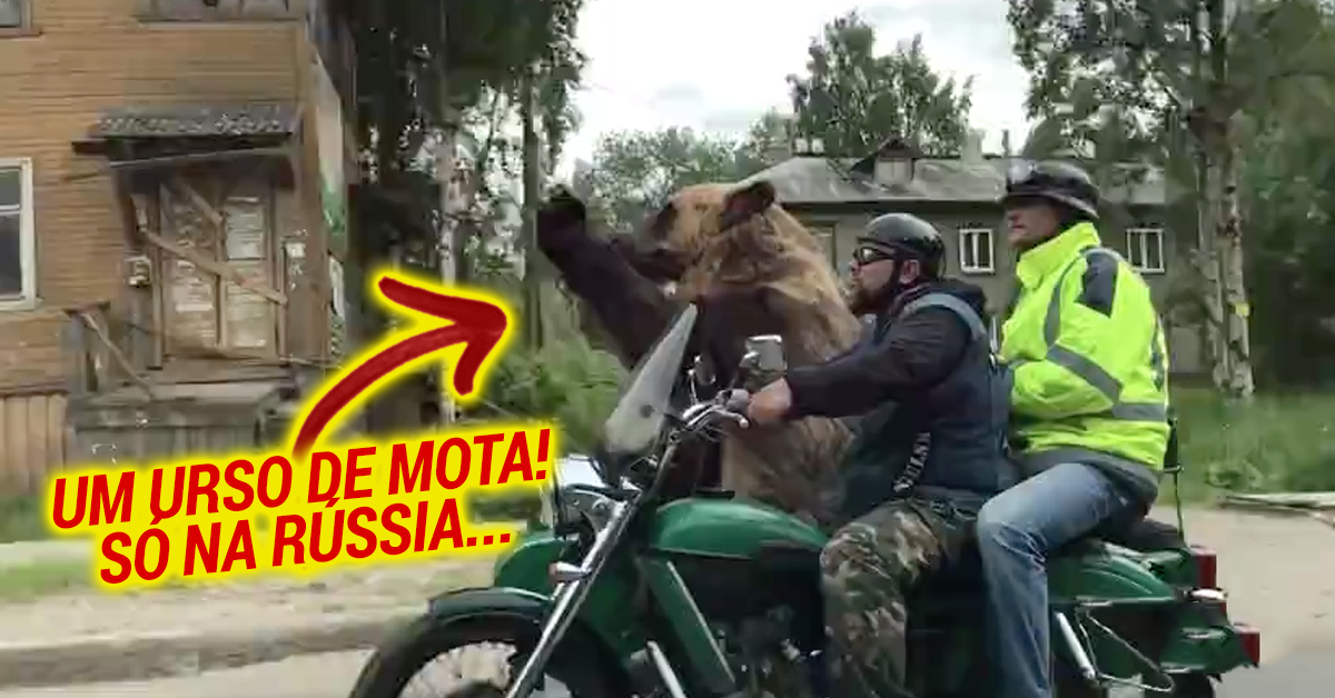 Urso é filmado a passear num sidecar na Rússia