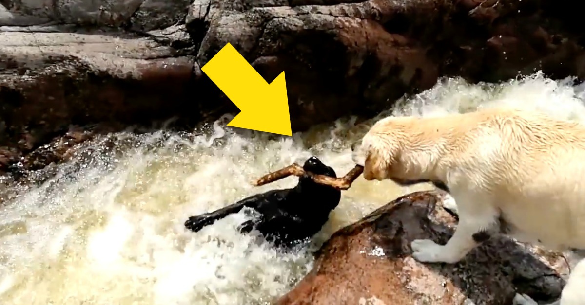 Labrador herói salva amigo que caiu na corrente do rio