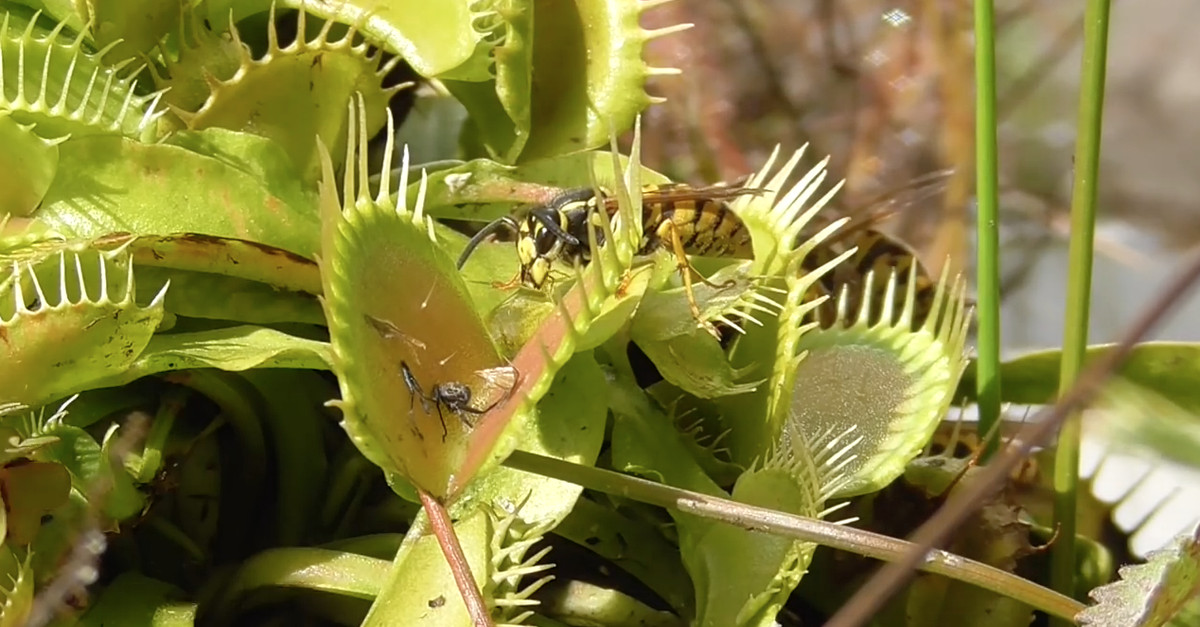 Como uma planta carnívora atrai e devora uma vespa