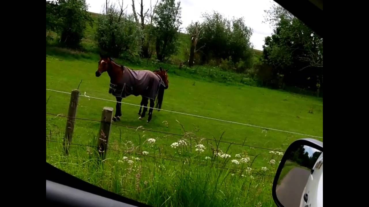 Cavalo é visto a curtir um Heavy Metal