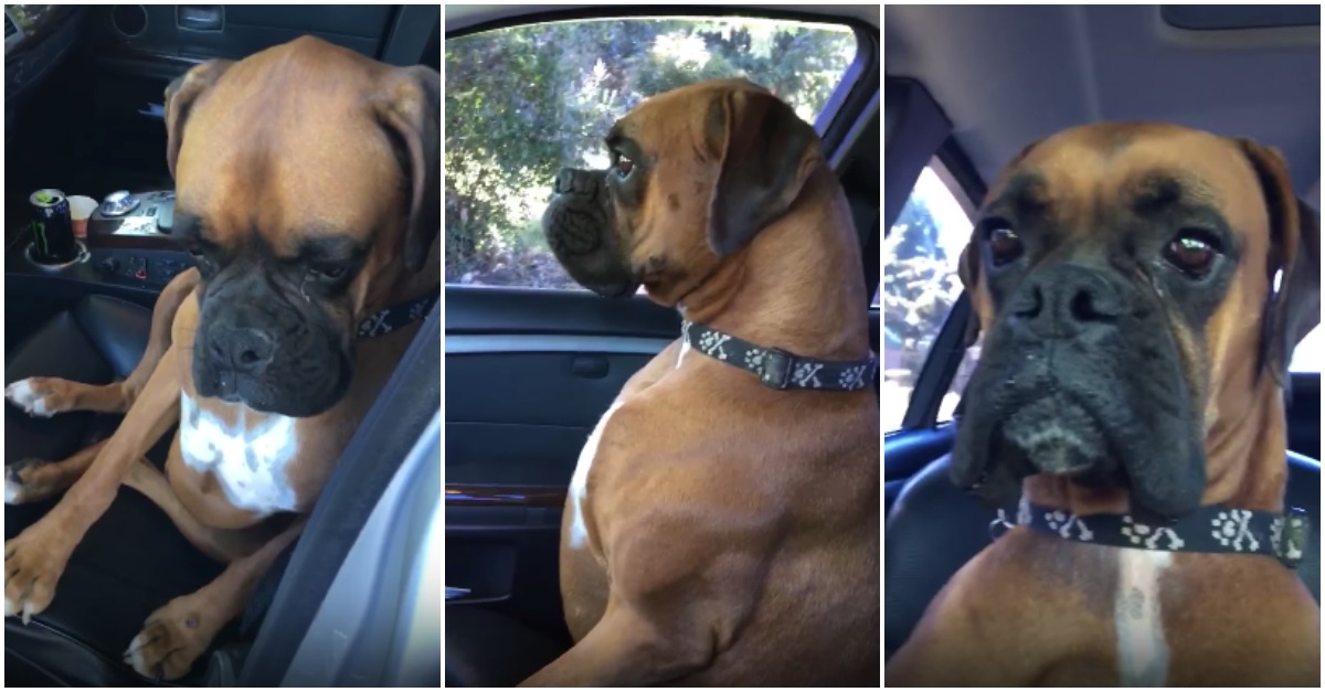 Cão mostra-se visivelmente chateado e sentido com a dona por esta o ter deixado no carro