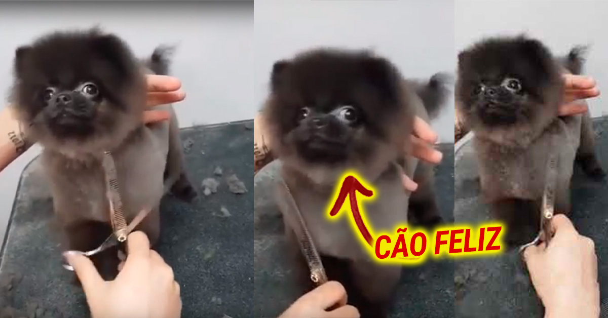 O contagiante entusiasmo de um cão enquanto lhe cortam o pêlo