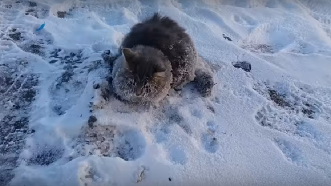 Gata é salva após ficar com as patas presas em chão congelado