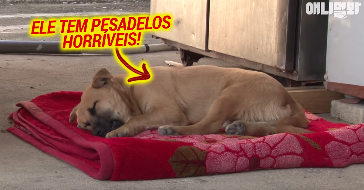 Vídeo revela os terríveis pesadelos de um cão que sofreu maus-tratos