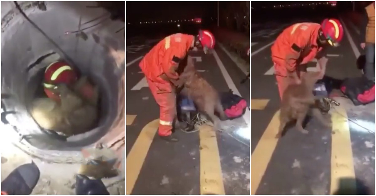 Cão fica extremamente grato a bombeiro que o salvou e agradece-lhe da melhor maneira