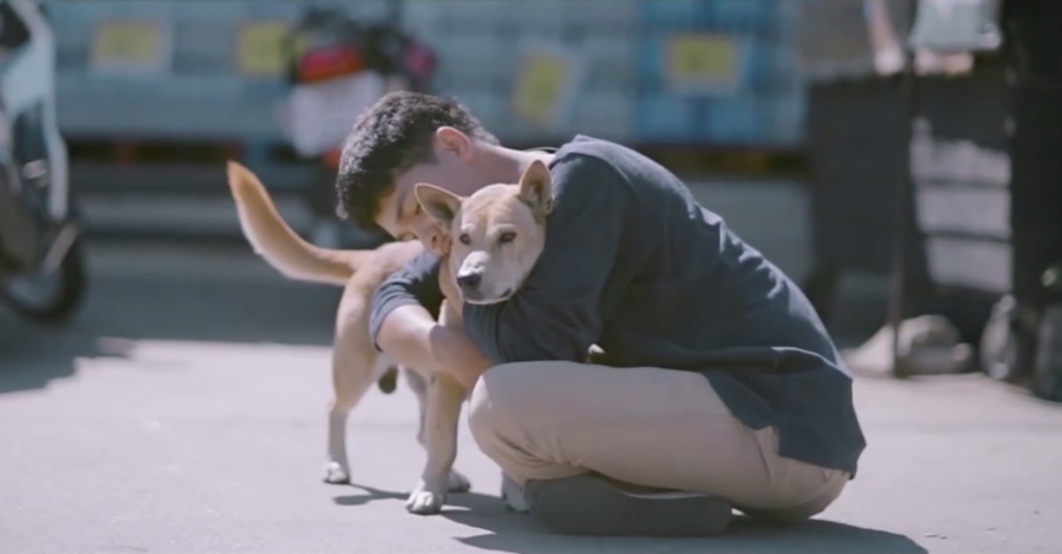 Jovem abraça cães de rua e emociona as redes sociais