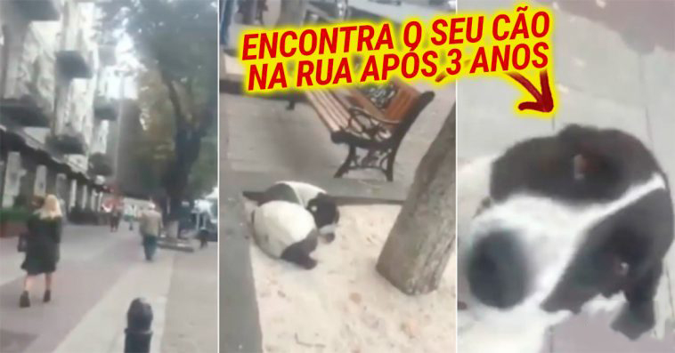 Homem encontra o seu cão na rua após 3 anos perdido