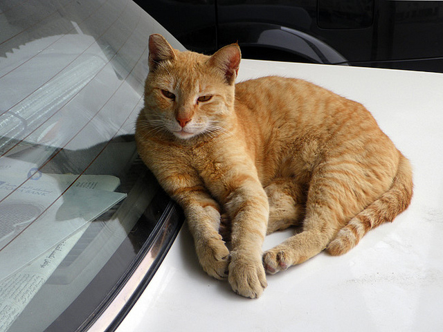 O gato relaxado