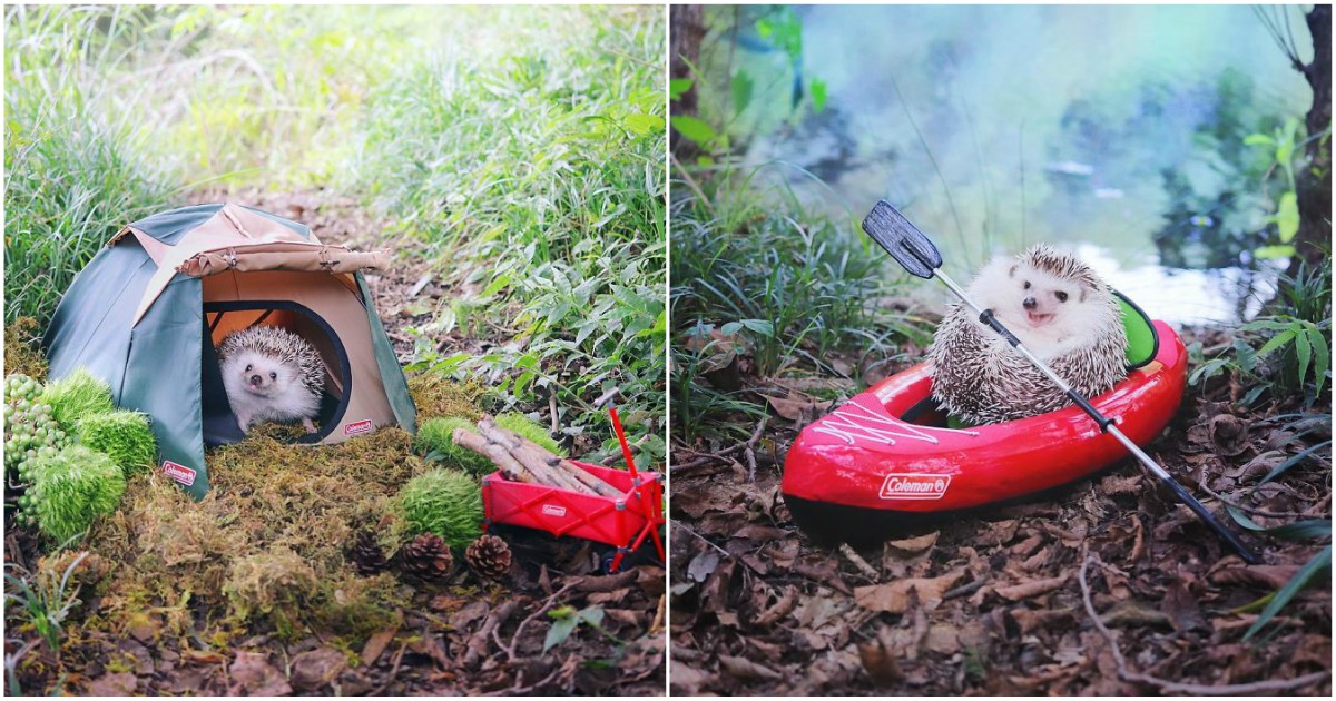 Este ouriço aventureiro é a coisa mais fofinha que vais ver hoje!