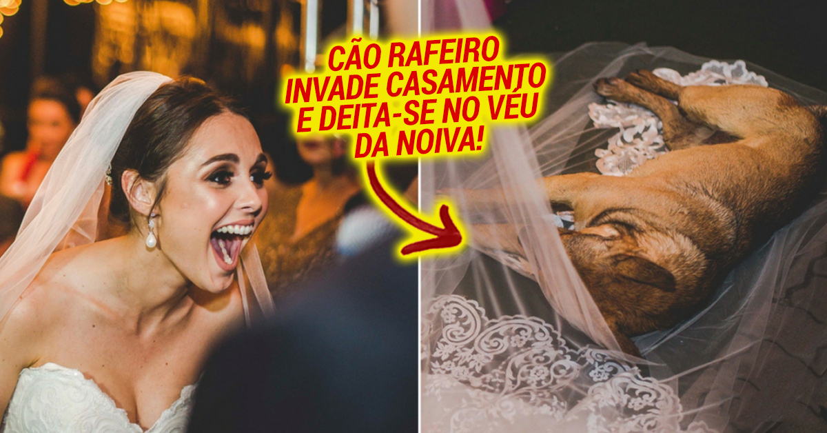 Cão de rua invade casamento, deita-se no véu da noiva e acaba adotado pelo casal