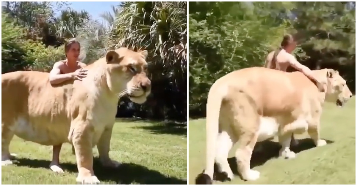 O resultado GIGANTESCO do cruzamento de um leão e um tigre fêmea...  o chamado ligre!