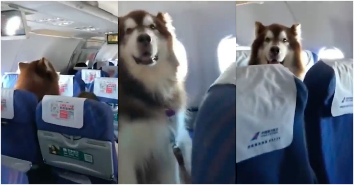 Cão de suporte emocional derrete corações durante viagem de avião