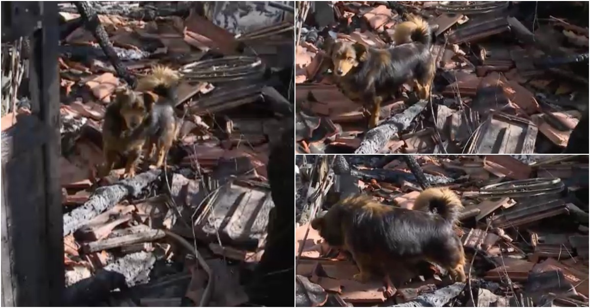 Cadela não abandona casa onde dono morreu carbonizado em Chaves