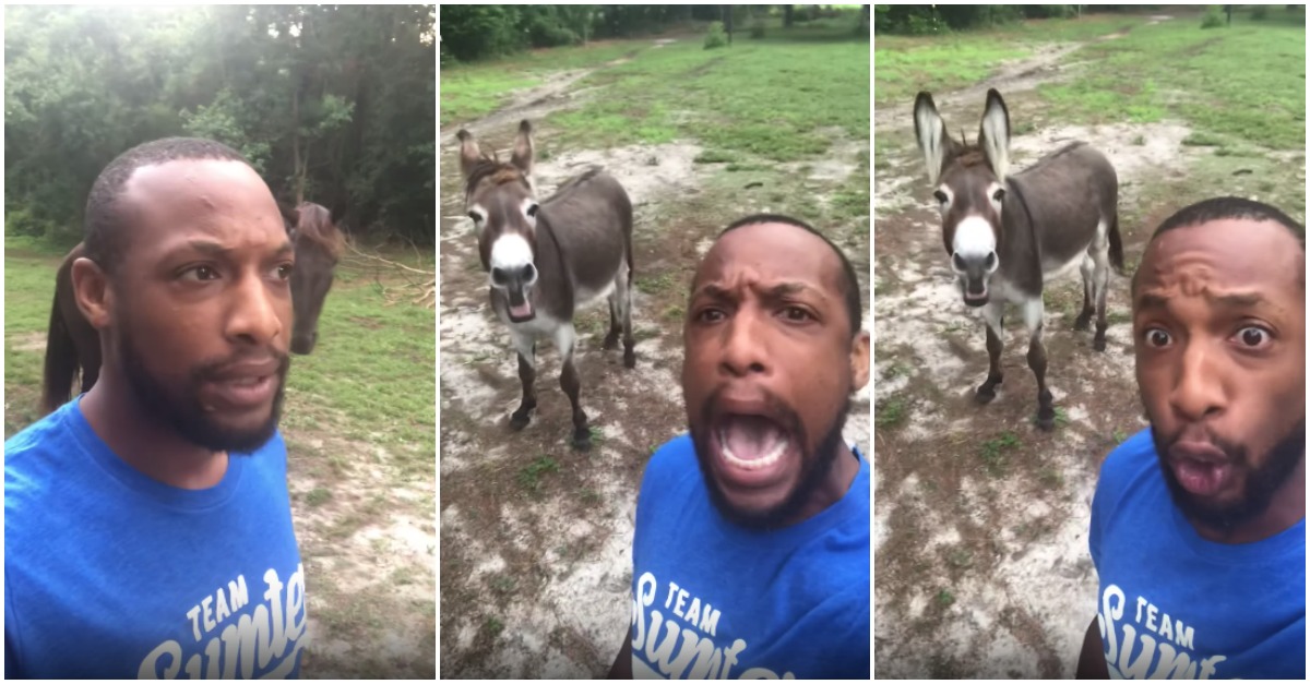 Dono conta com a ajuda de burro para cantar tema de O Rei Leão e torna-se viral!