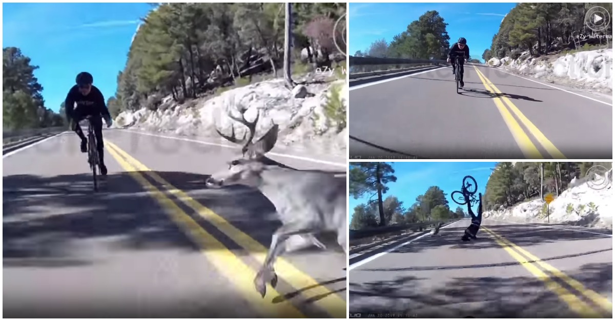 Veado atravessa a estrada quando ciclista circulava a cerca de 70kmh