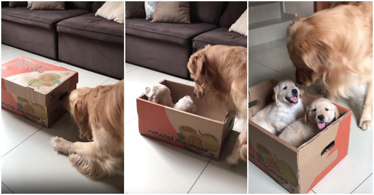 Golden Retriever não tem a melhor reação ao conhecer os novos companheiros