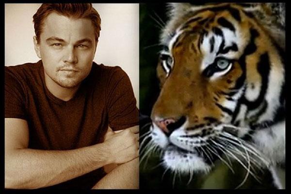 Leonardo DiCaprio ajuda a salvar tigres do Nepal