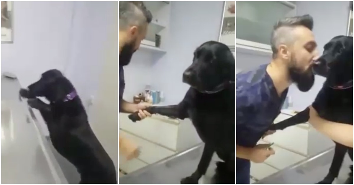 O cão mais tranquilo alguma vez visto num veterinário