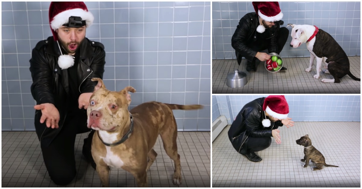 Abrigo para animais faz truques com cães para que a magia da adoção aconteça neste Natal