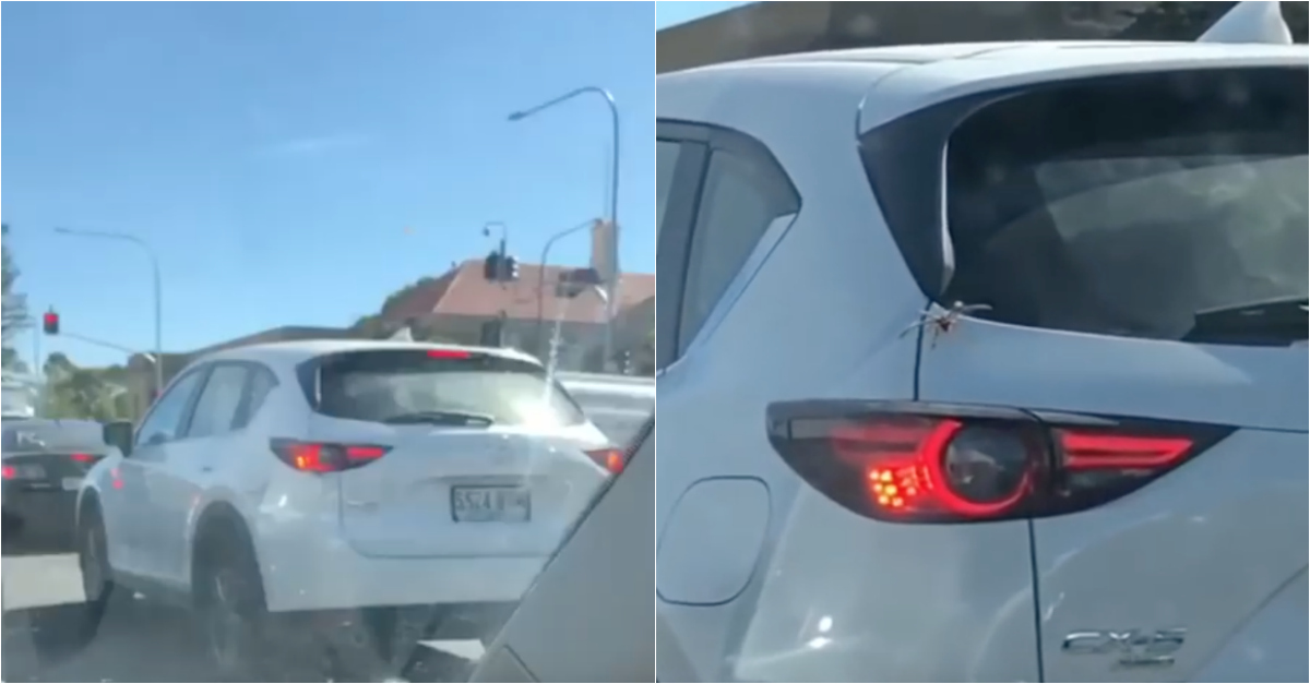 Condutor filma aranha enorme a entrar no carro da frente