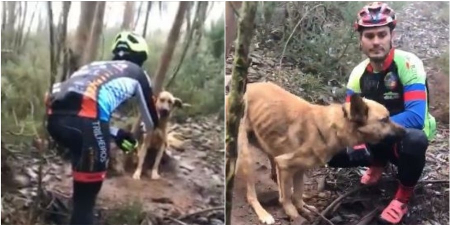 Ciclistas salvam cão amarrado a uma árvore na Serra de Pias em Valongo