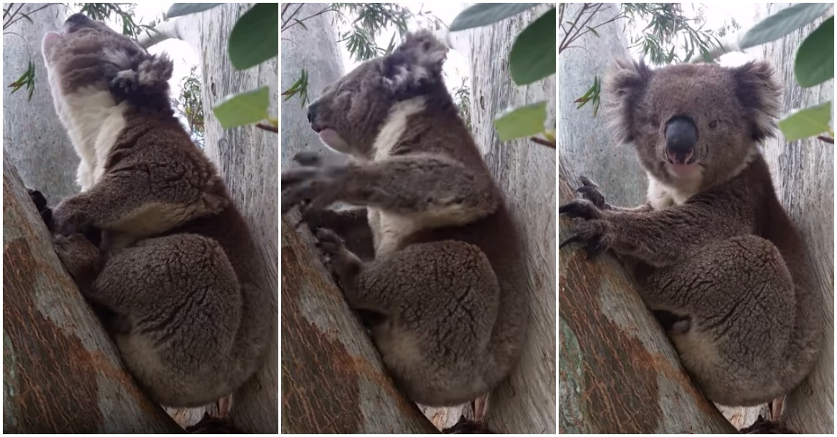 Coala passa vergonha ao engasgar-se durante um chamamento de acasalamento