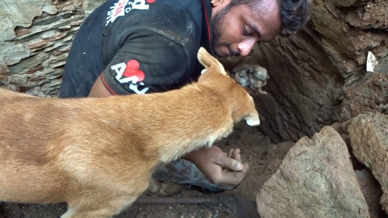 Cadela luta em desespero para salvar os filhos soterrados