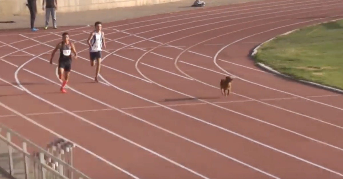 Cão invade prova de atletismo e termina em 1º lugar