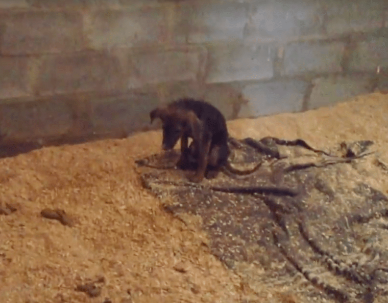 Cão é deixado em abrigo para ser sacrificado por não querer brincar