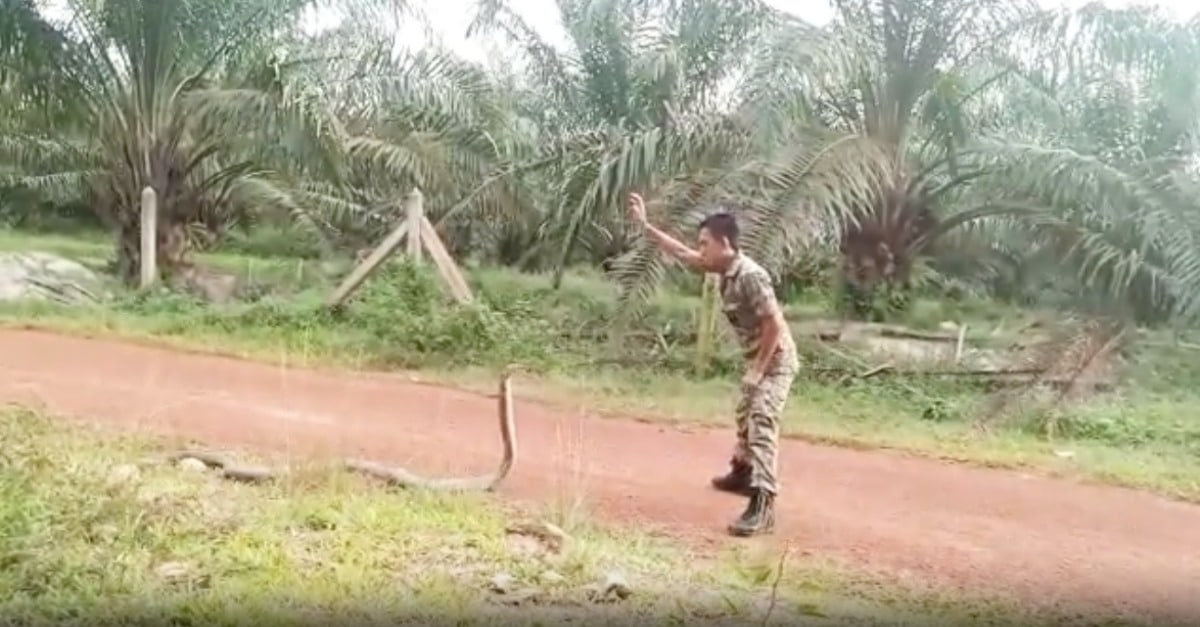 Soldado mostra como se domina com um dedo a maior cobra venenosa do mundo