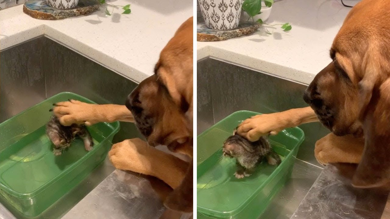 Cadela conforta durante o banho gato bebé recém-resgatado